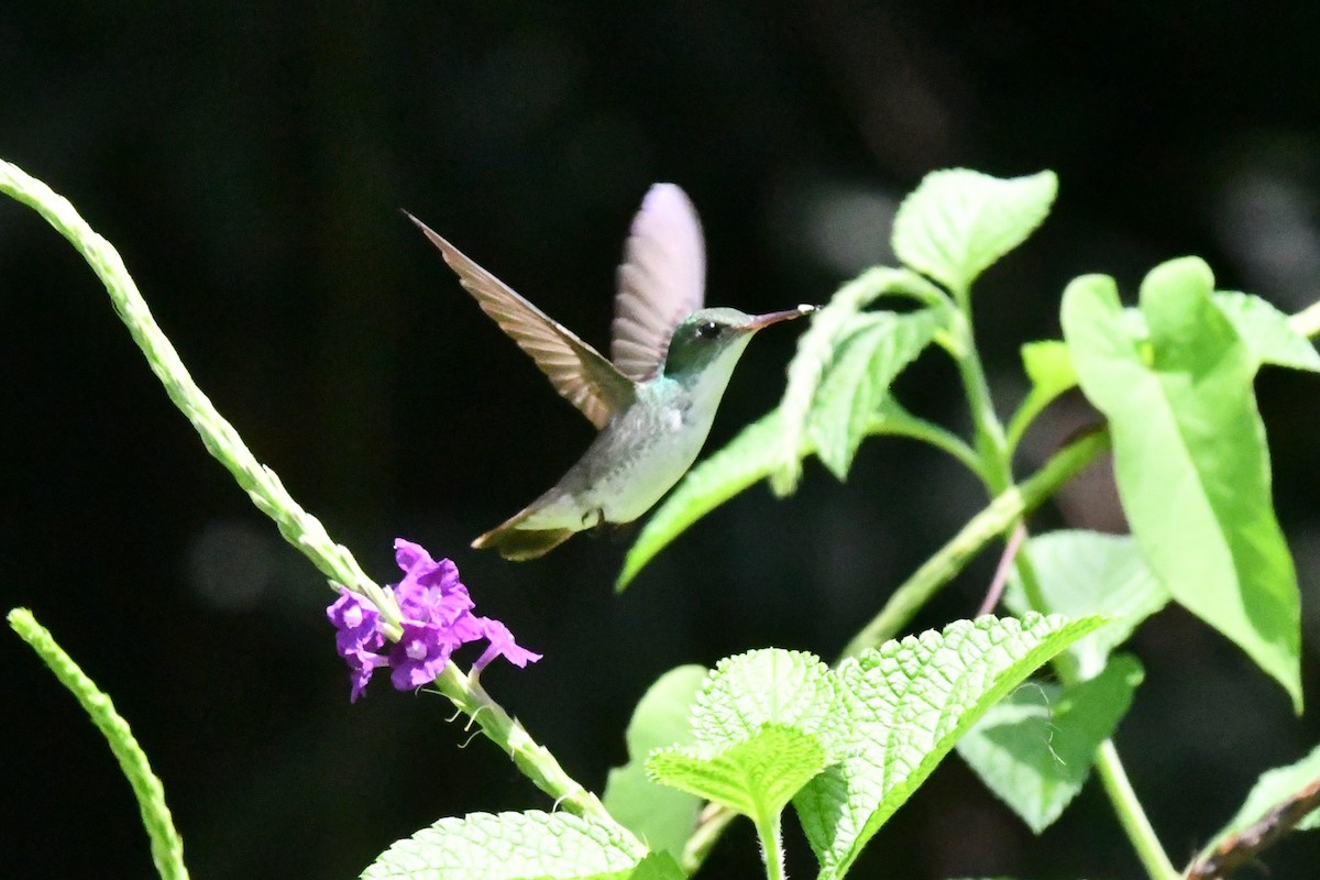 White-bellied Emerald - Jessy Lopez Herra