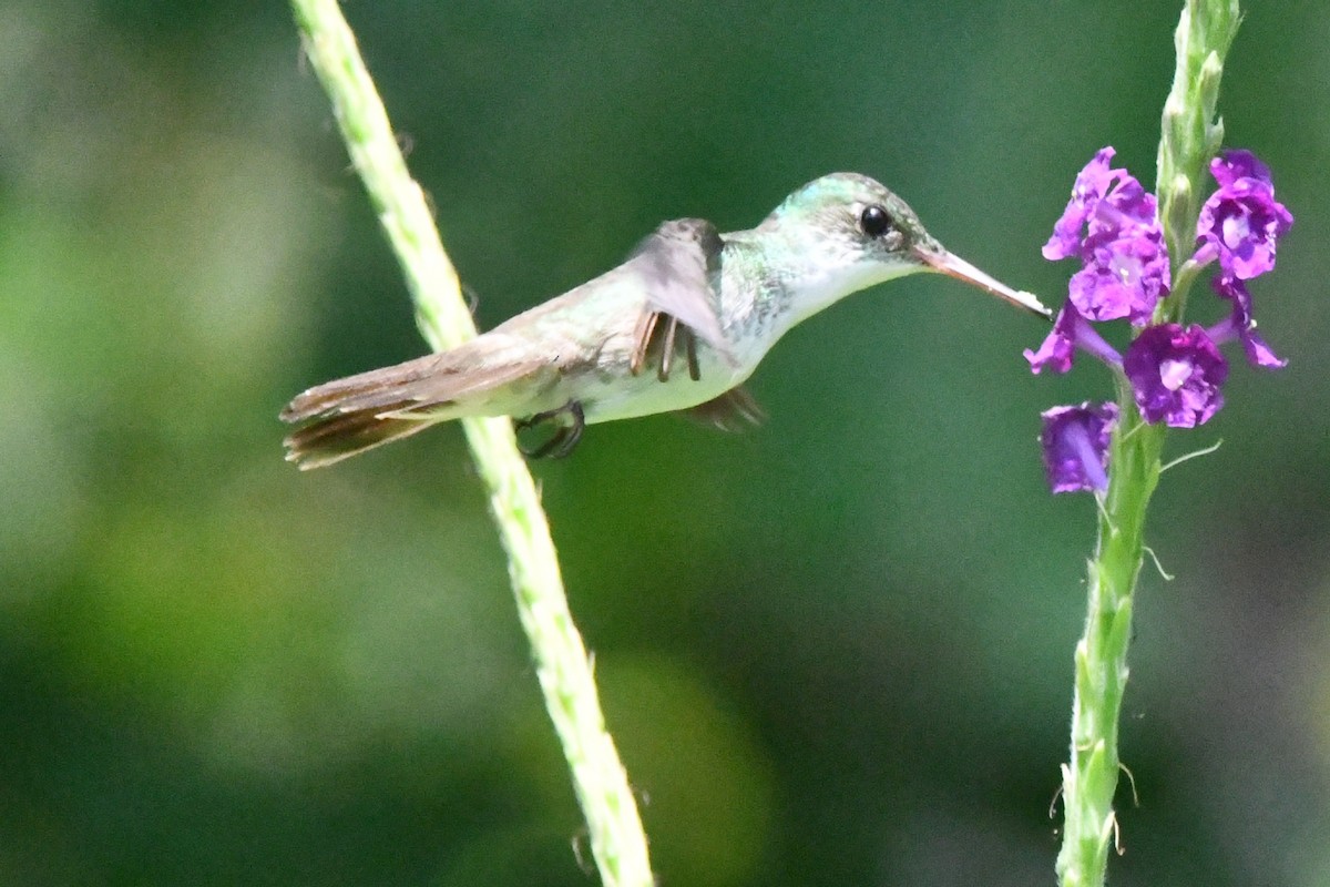 White-bellied Emerald - Jessy Lopez Herra