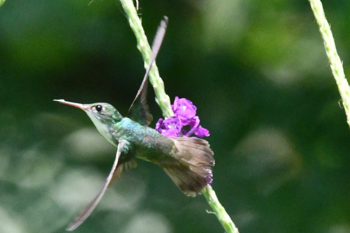 White-bellied Emerald - Jessy Lopez Herra