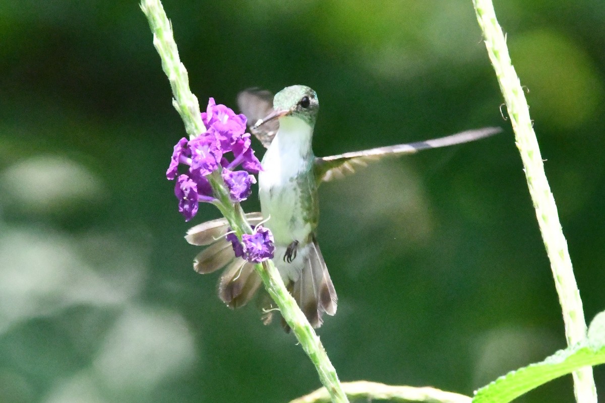 White-bellied Emerald - Jessy Lopez Herra