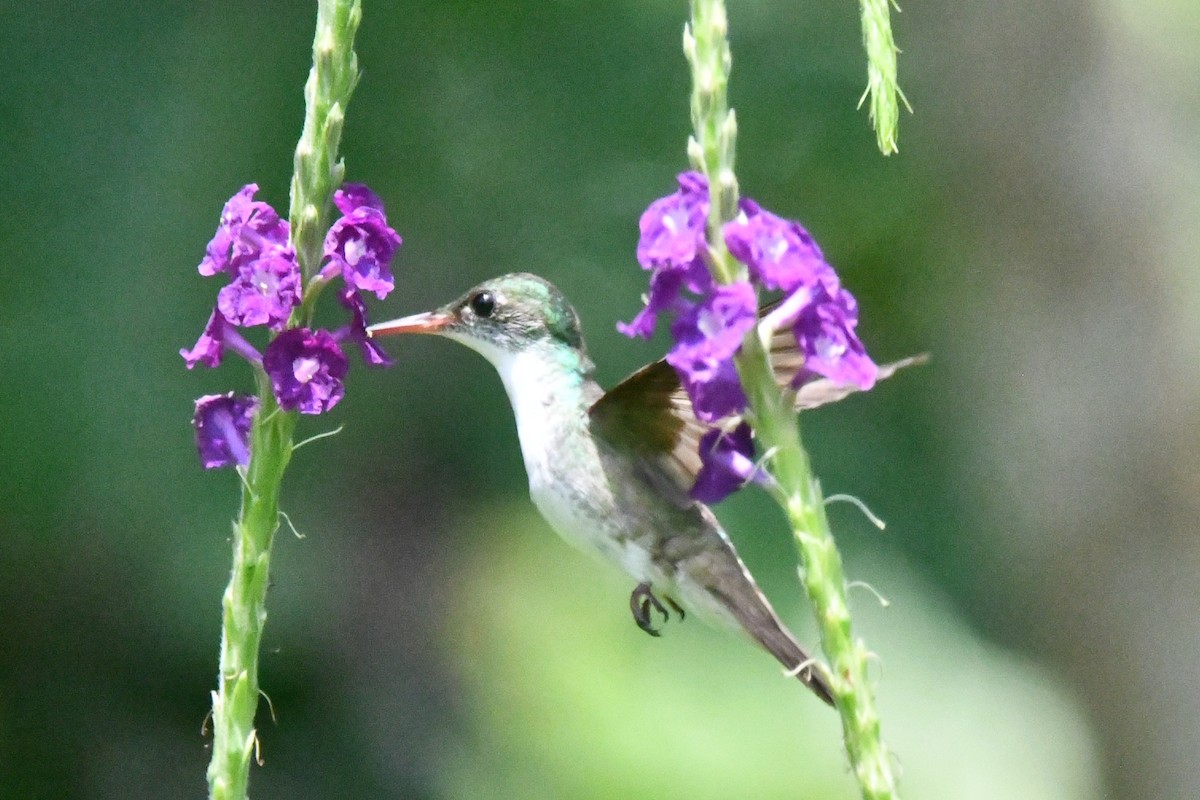 White-bellied Emerald - Jessy Lopez Herra