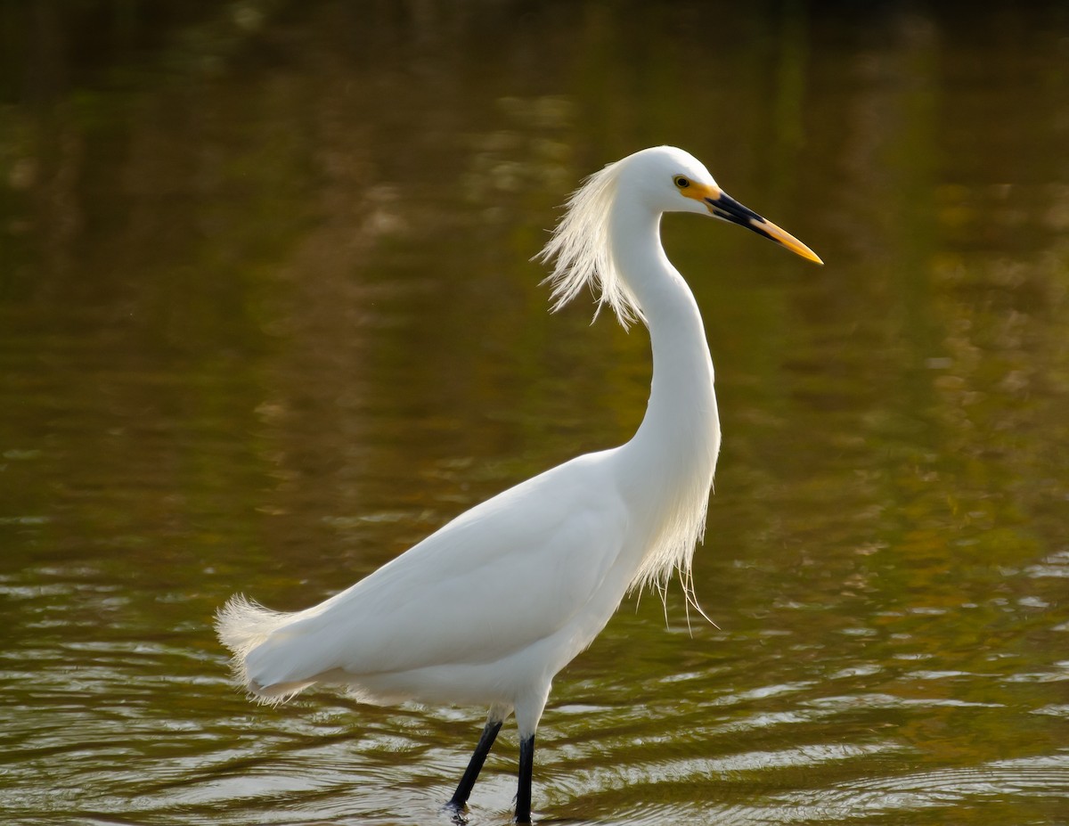 Snowy Egret - Andrea Salas