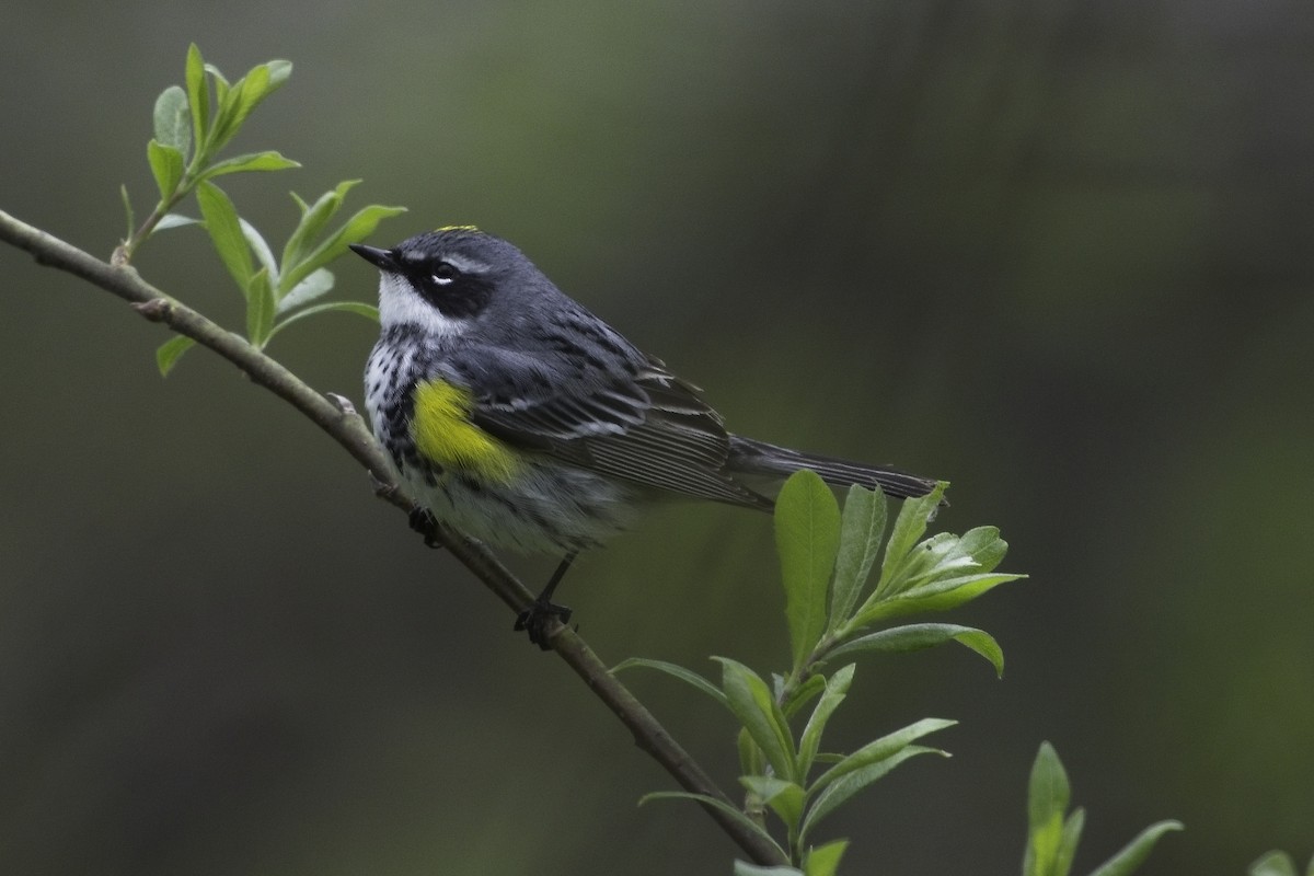 Yellow-rumped Warbler (Myrtle) - Max Schwenne