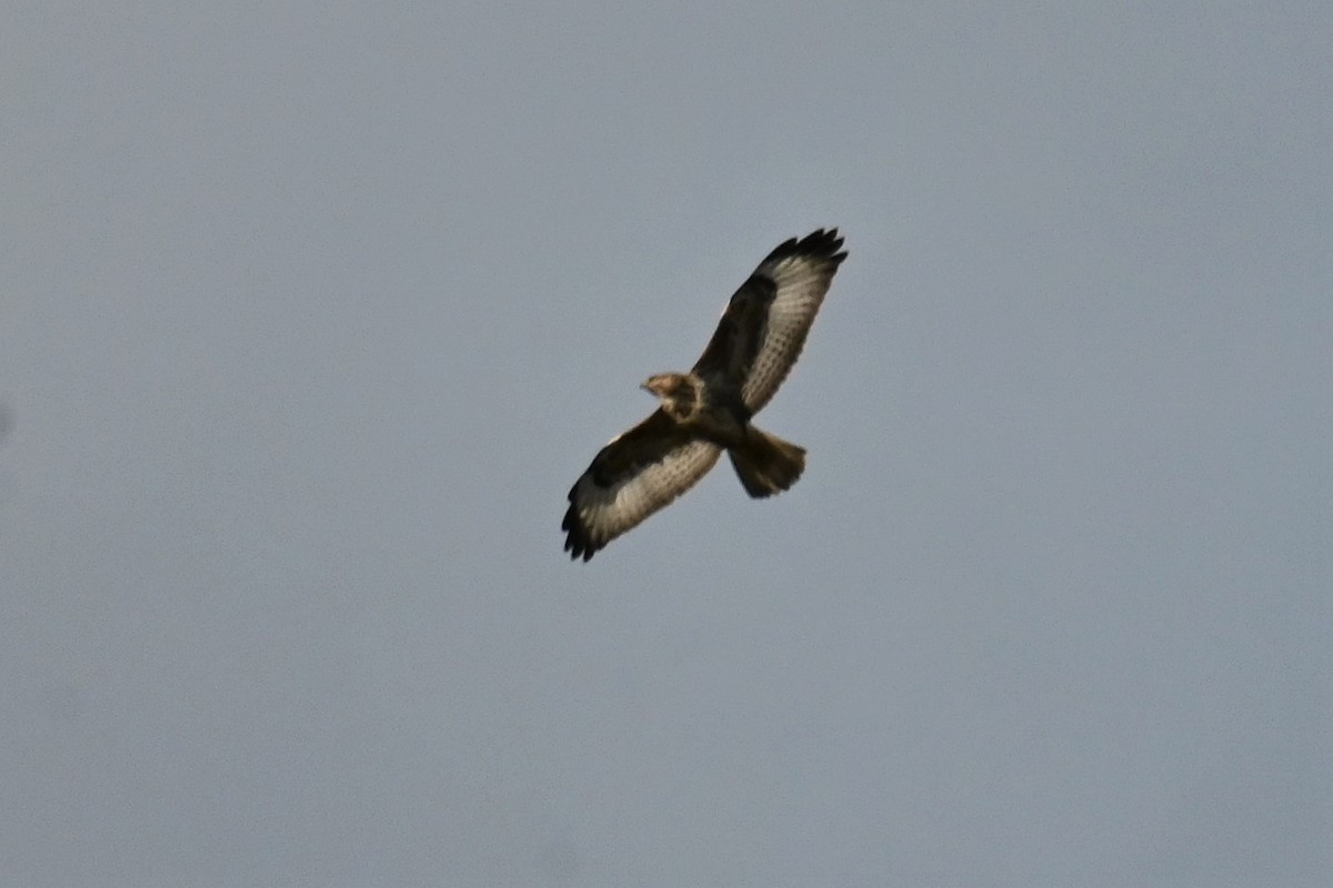 Common Buzzard - ML619603860