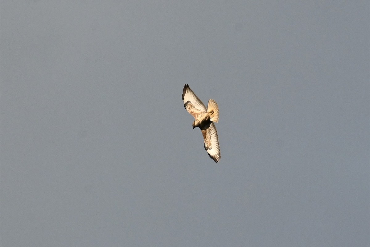 Common Buzzard - ML619603861