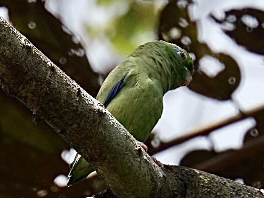 Spectacled Parrotlet - Tiffany Erickson