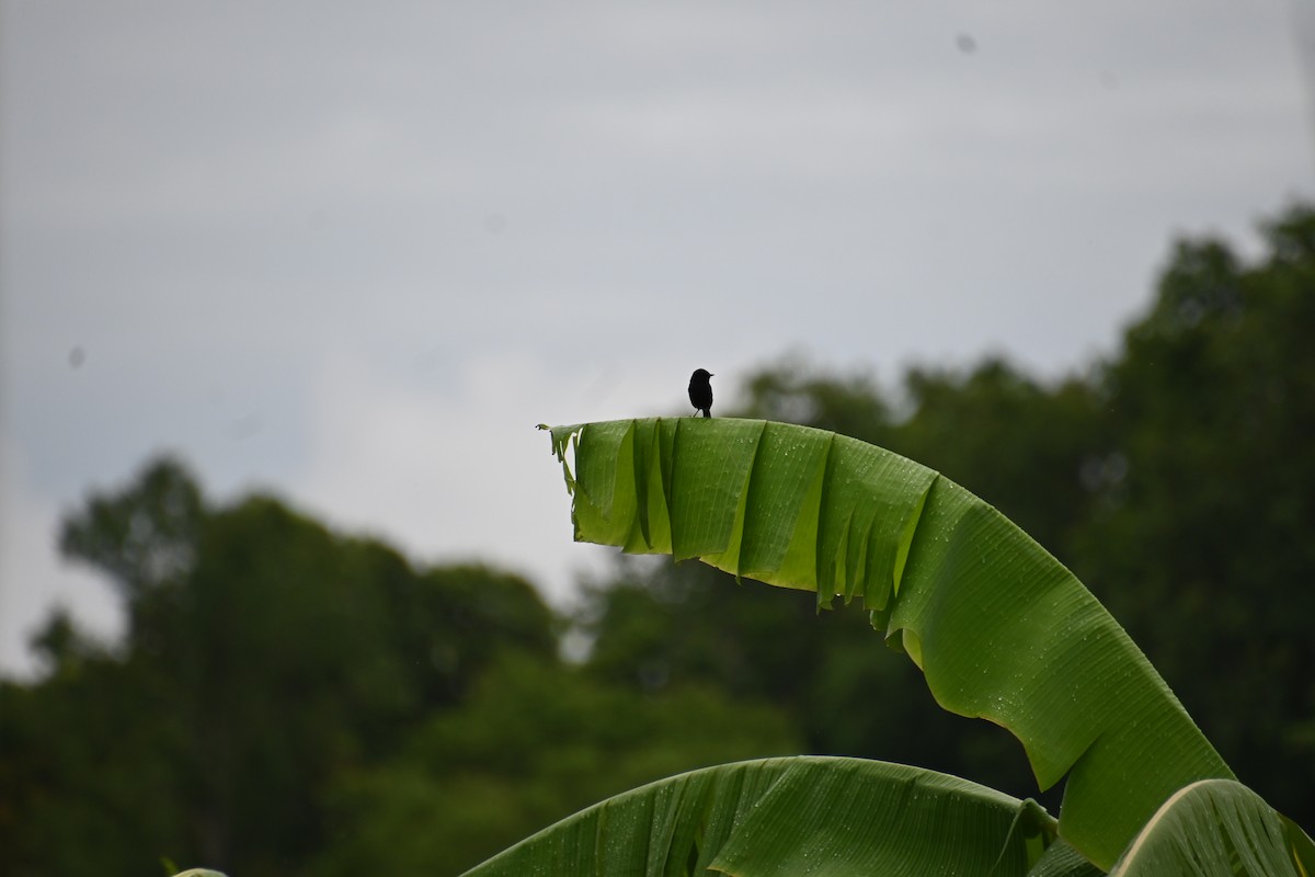 Pied Bushchat - ML619603865