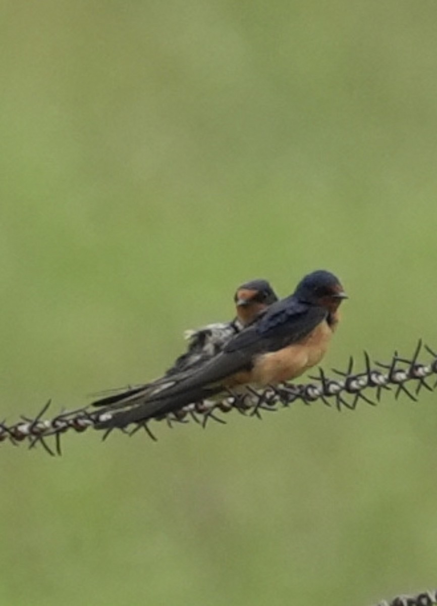 Barn Swallow - ML619603866