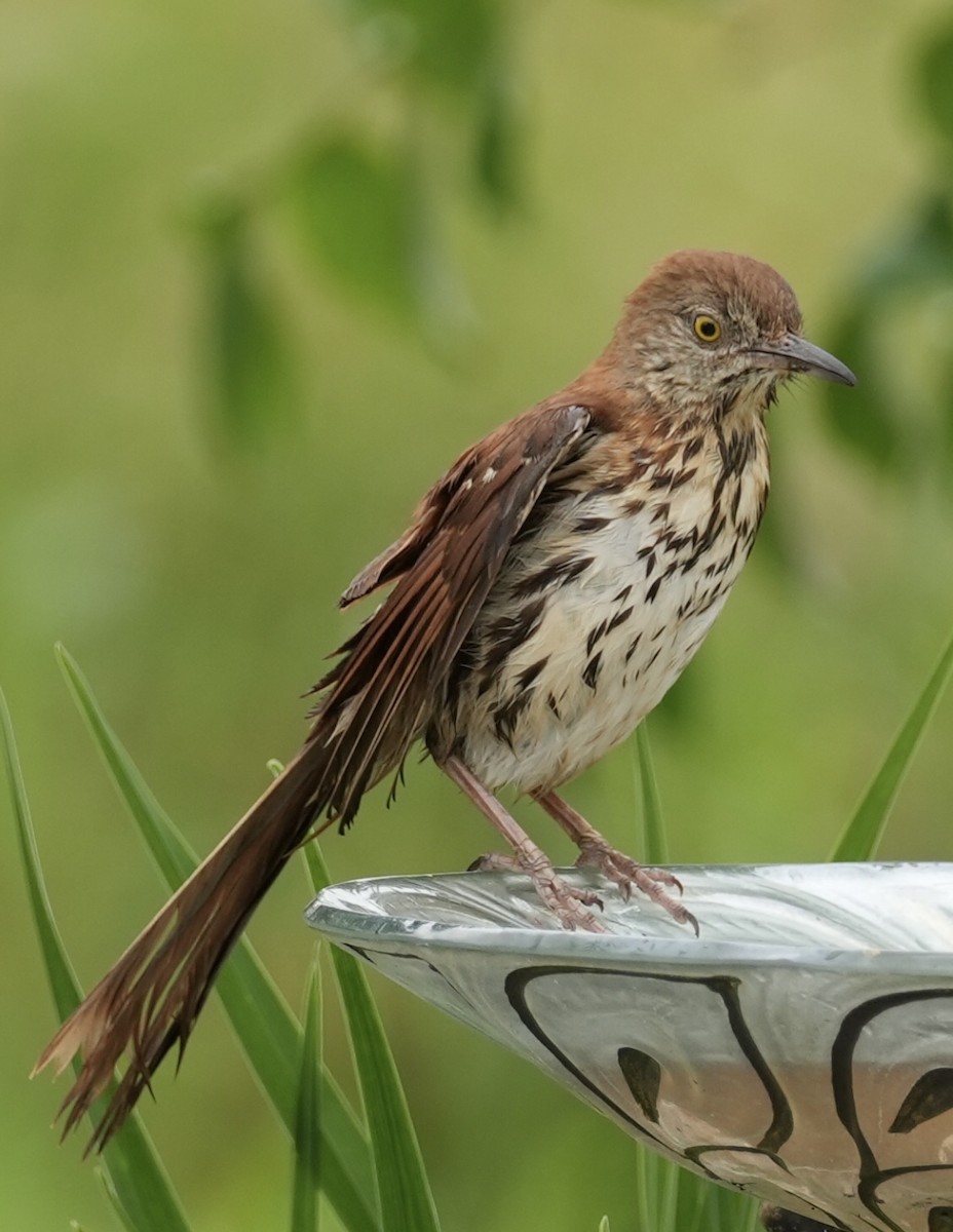 Brown Thrasher - Chris Curl