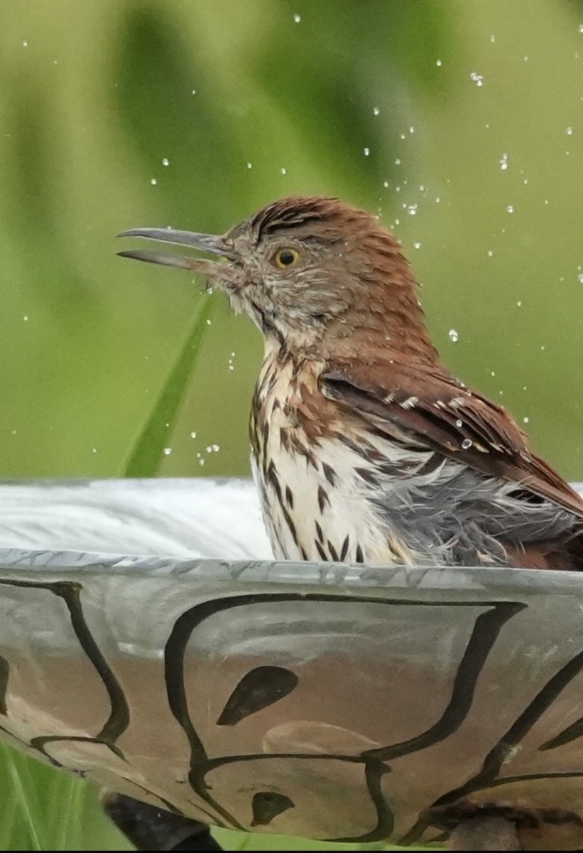 Brown Thrasher - Chris Curl