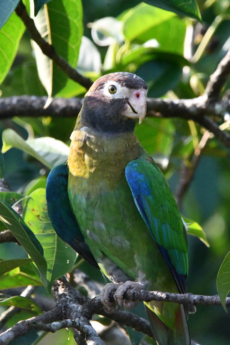 Brown-hooded Parrot - Jessy Lopez Herra