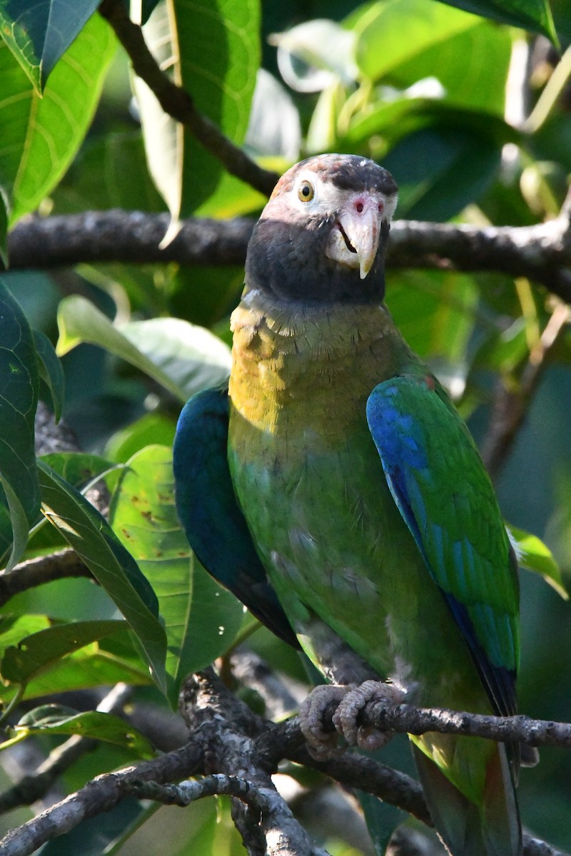 Brown-hooded Parrot - Jessy Lopez Herra