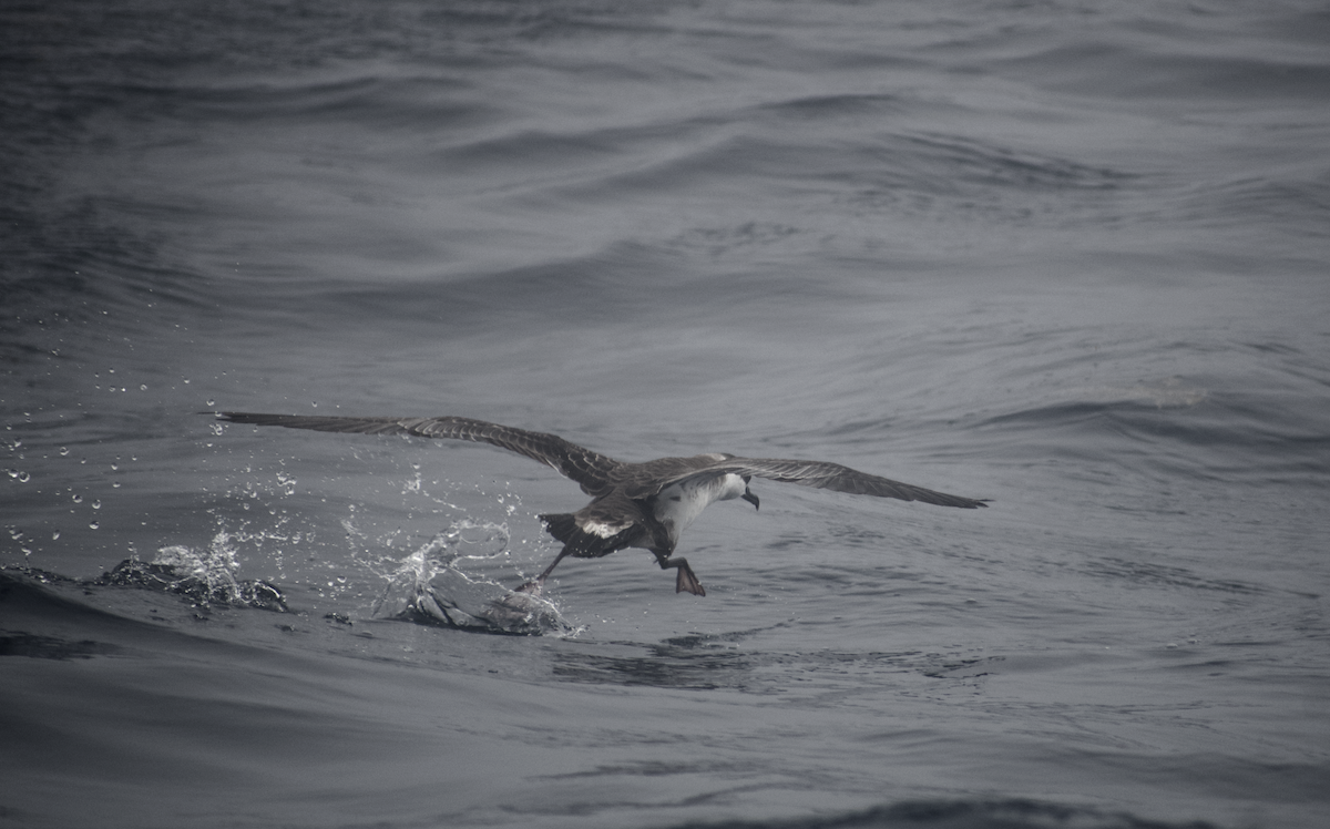 Great Shearwater - Andy McGeoch 🦆