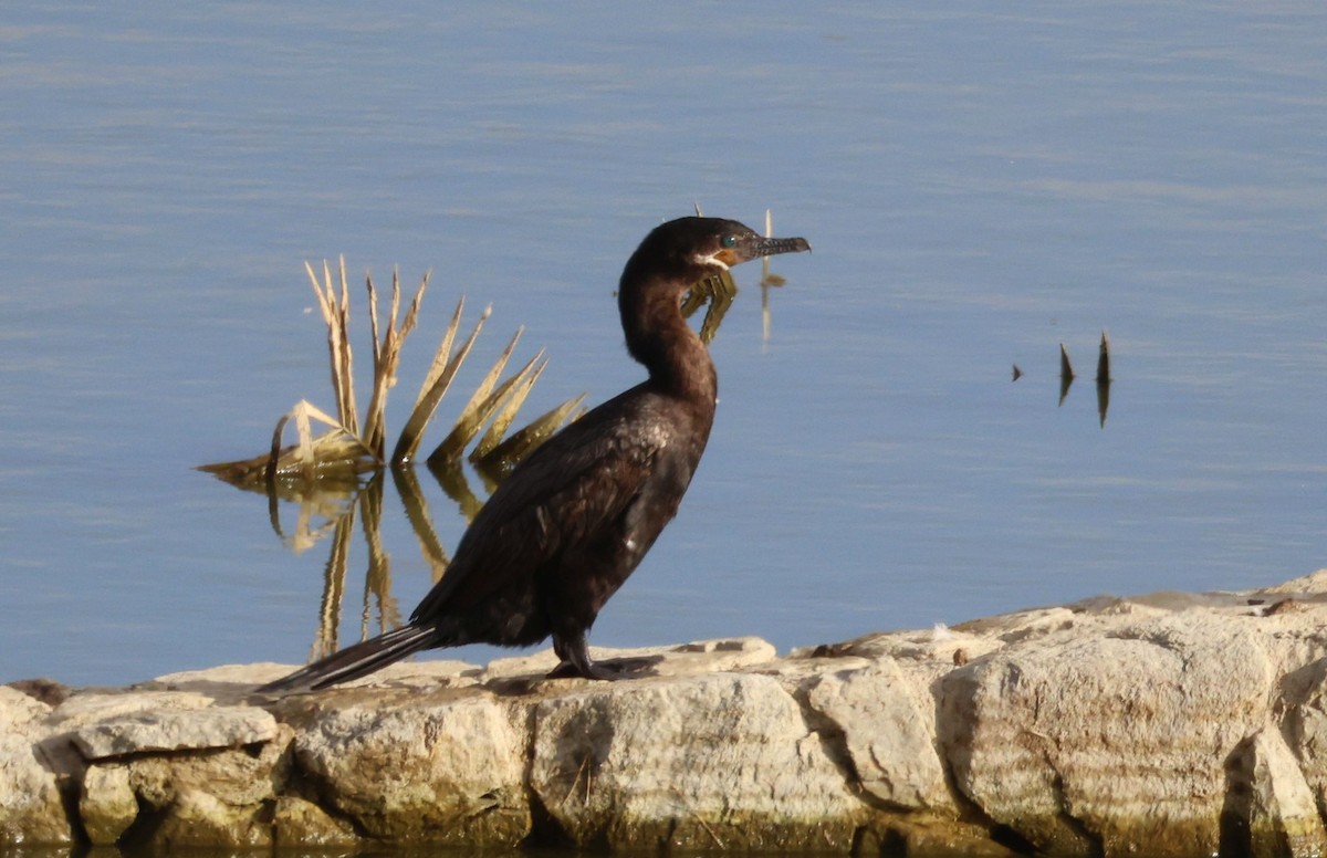 Neotropic Cormorant - Greg Cross