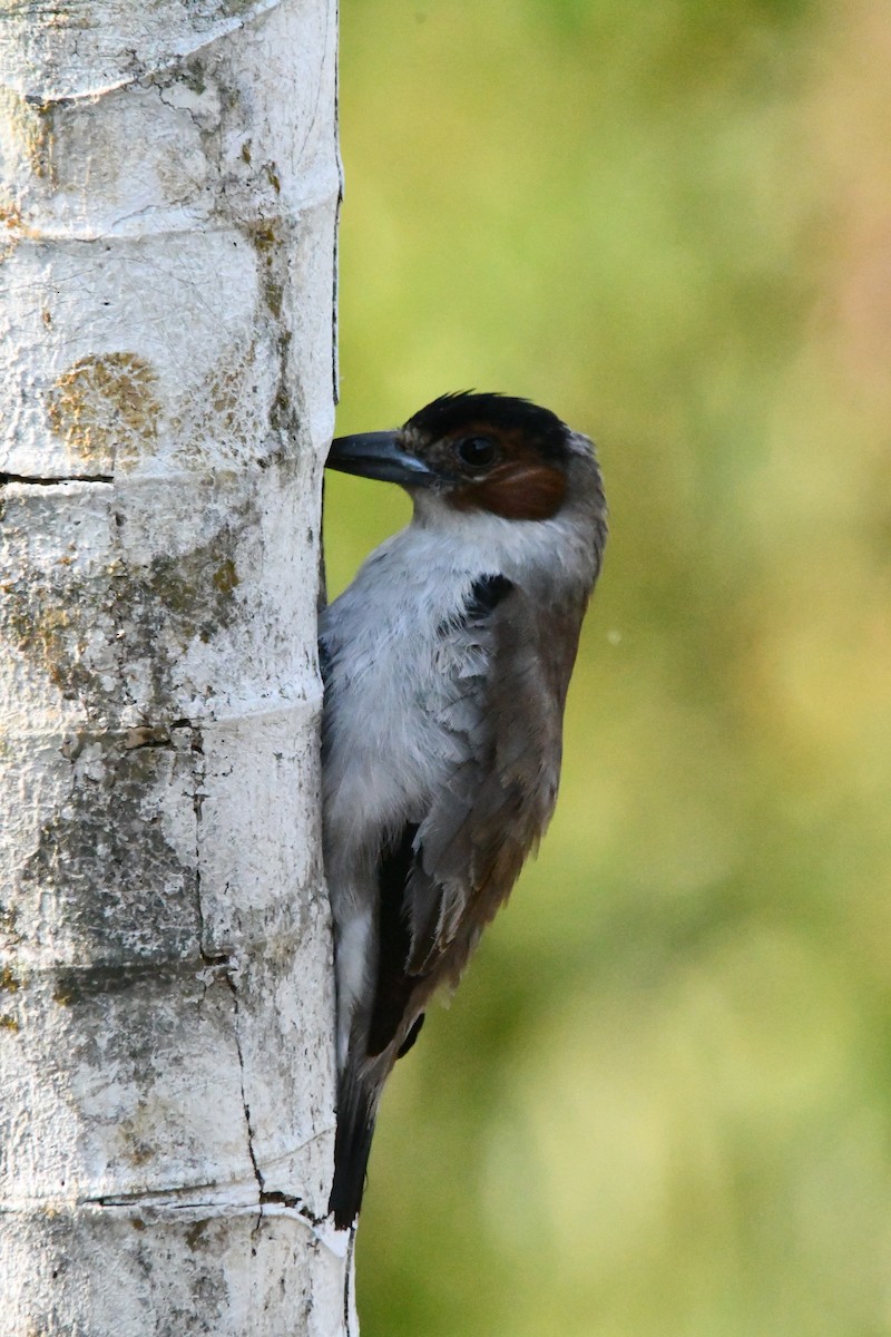 Black-crowned Tityra - Jessy Lopez Herra