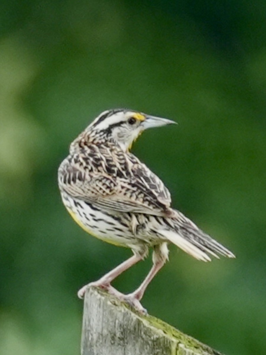 Eastern Meadowlark - ML619603909