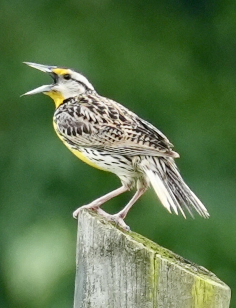 Eastern Meadowlark - ML619603910