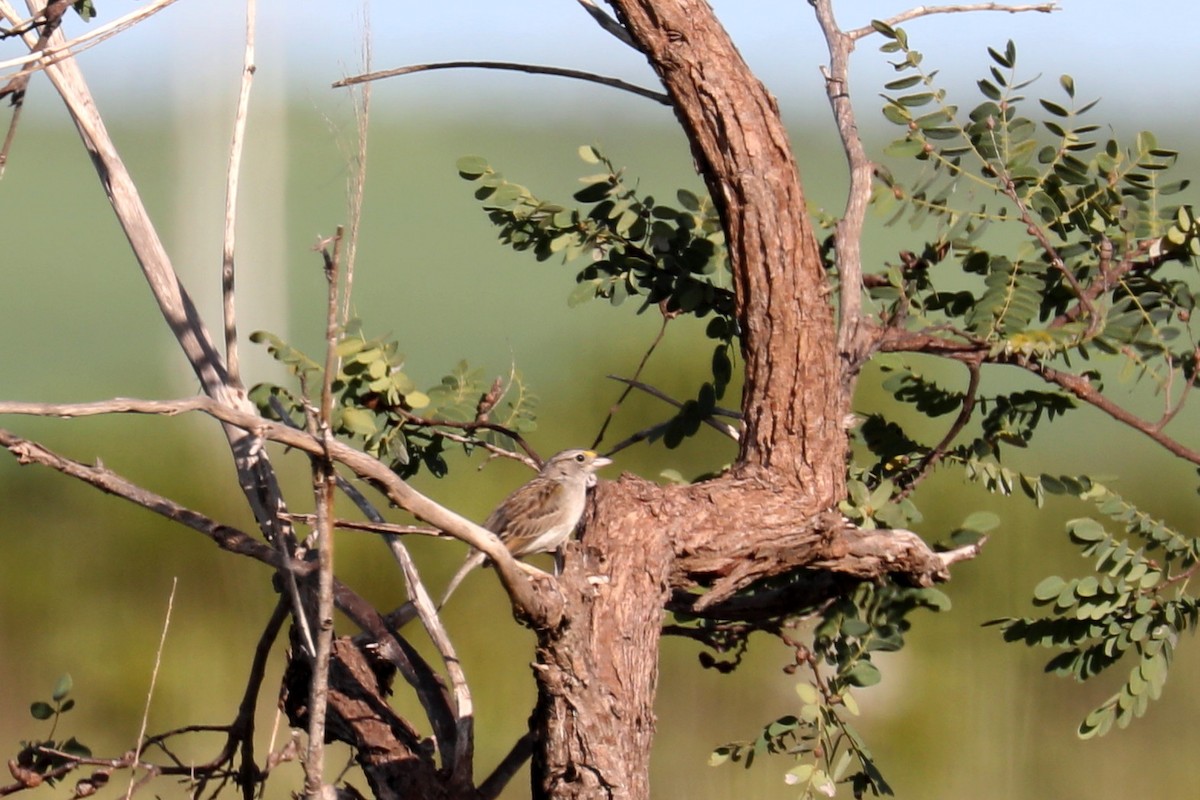 Grassland Sparrow - Stephen Gast