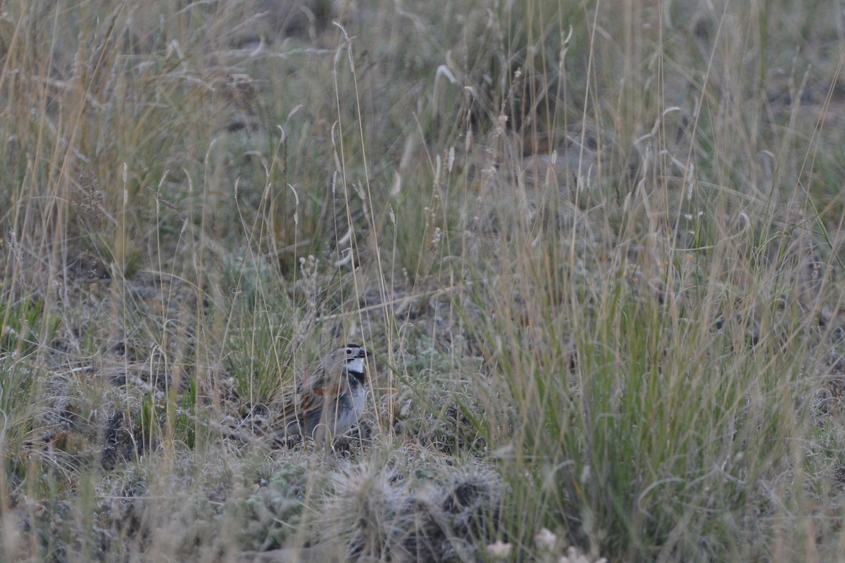 Thick-billed Longspur - Tom Bisko