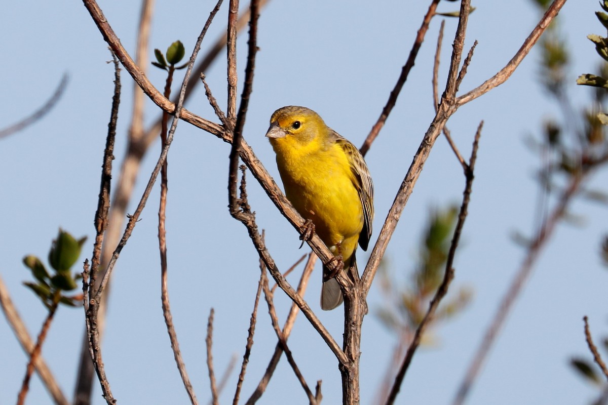 Grassland Yellow-Finch - Stephen Gast