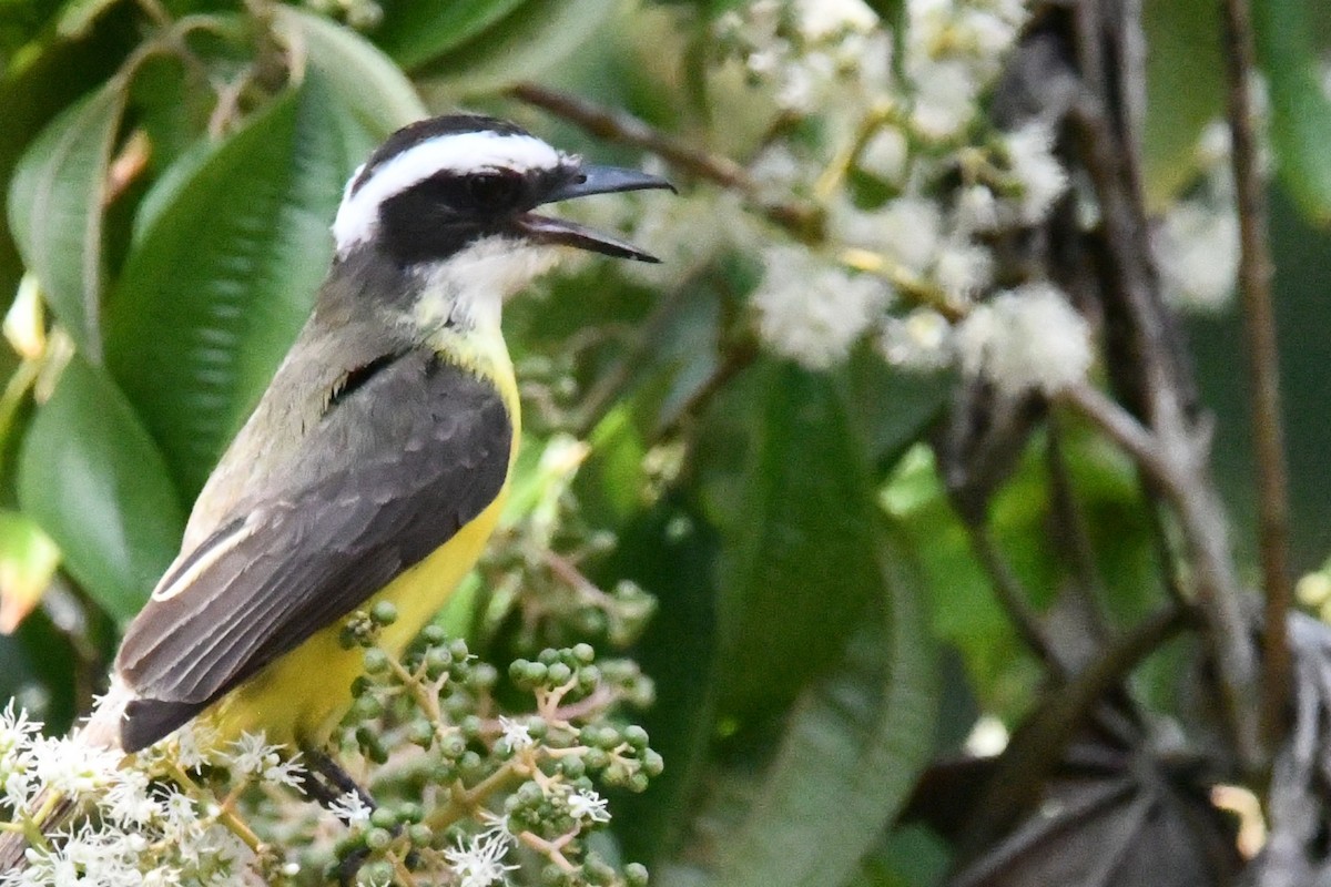 White-ringed Flycatcher - Jessy Lopez Herra