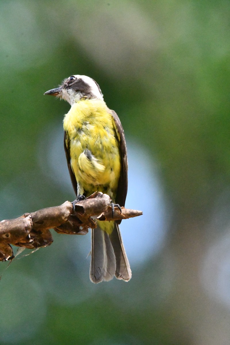 White-ringed Flycatcher - ML619603922