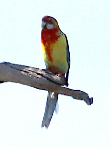 Eastern Rosella - ML619603931