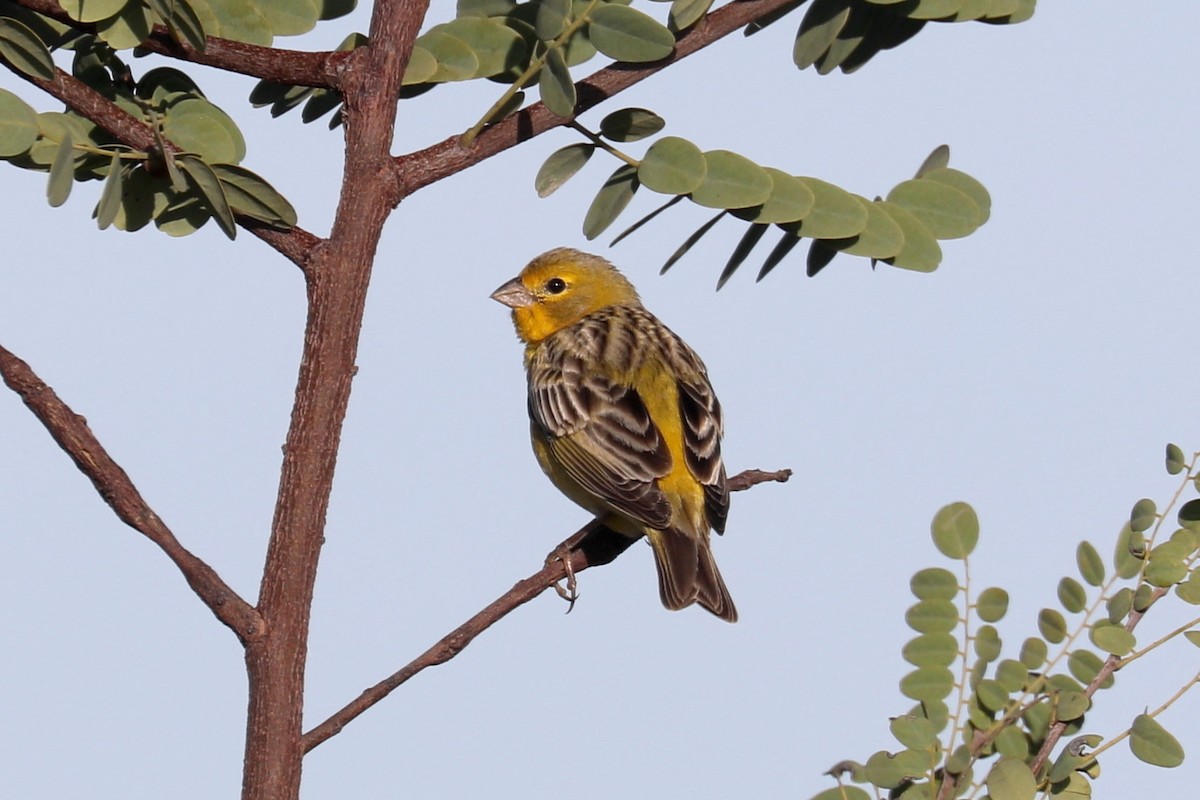 Grassland Yellow-Finch - ML619603936