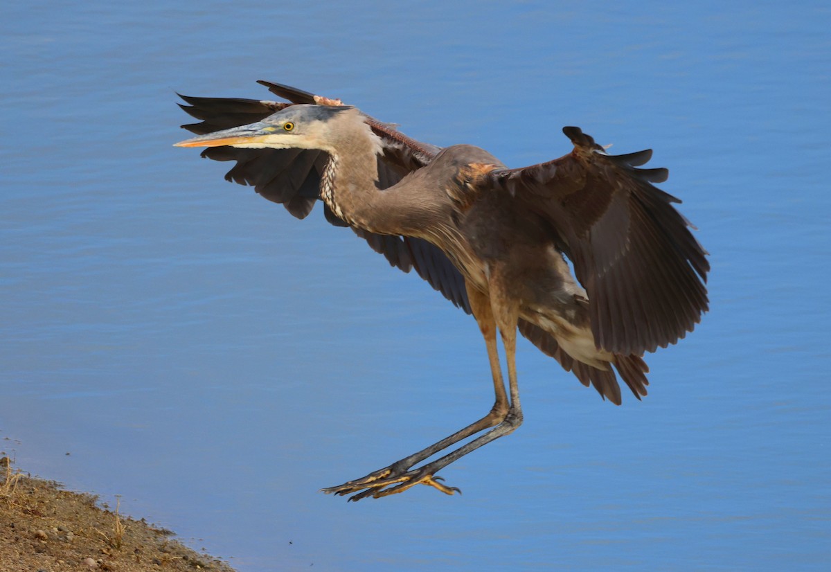 Great Blue Heron - Greg Cross