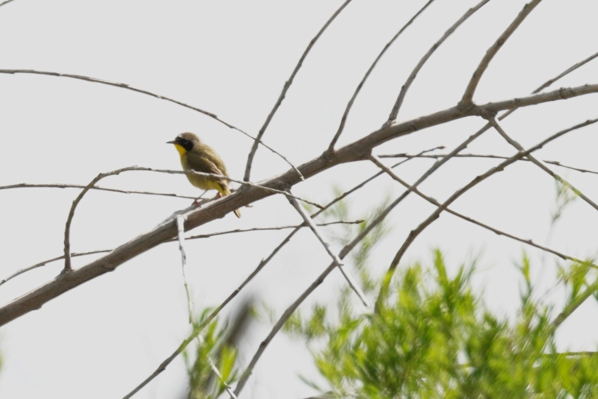 Common Yellowthroat - Kristy Dhaliwal