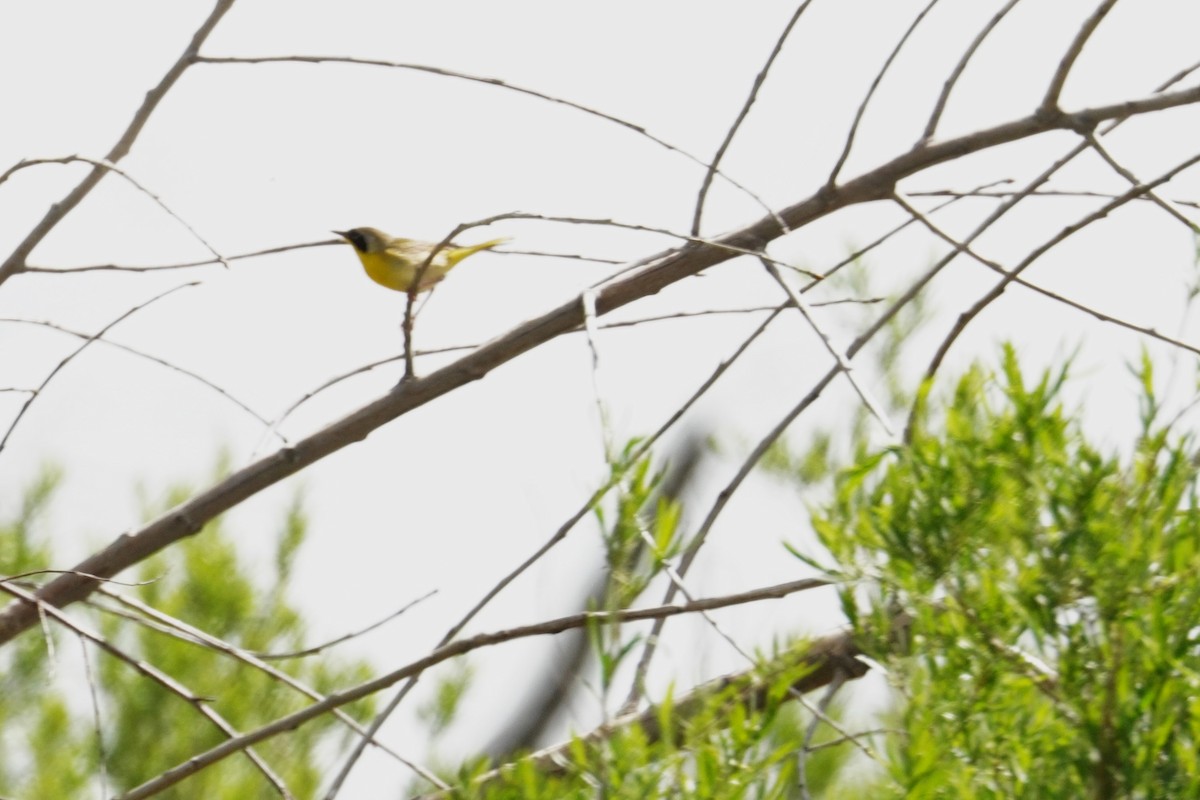 Common Yellowthroat - Kristy Dhaliwal