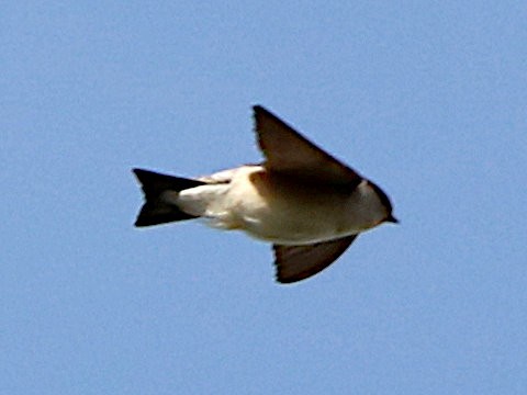 Golondrina Arborícola - ML619603944