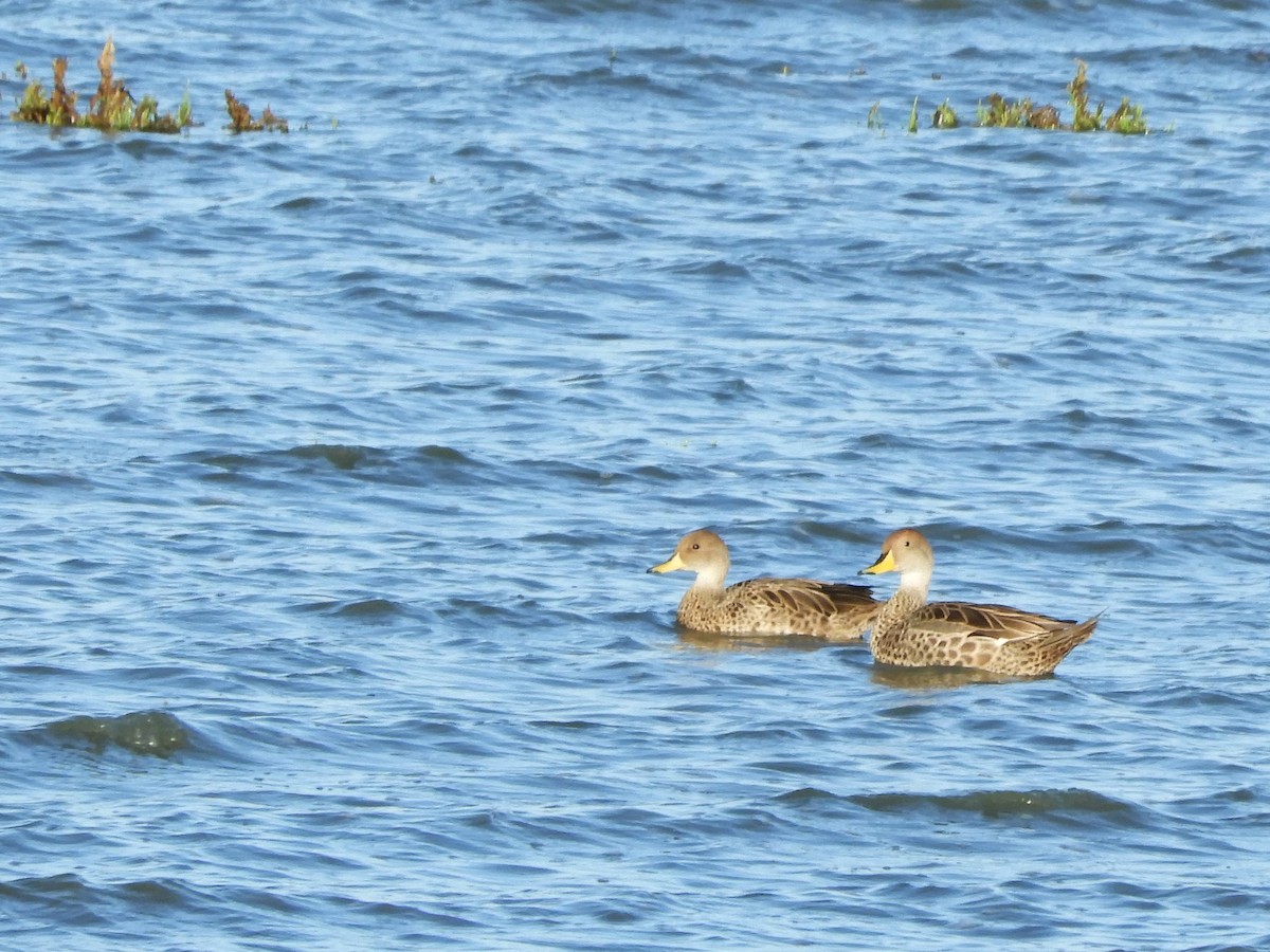 Yellow-billed Pintail - inés otero