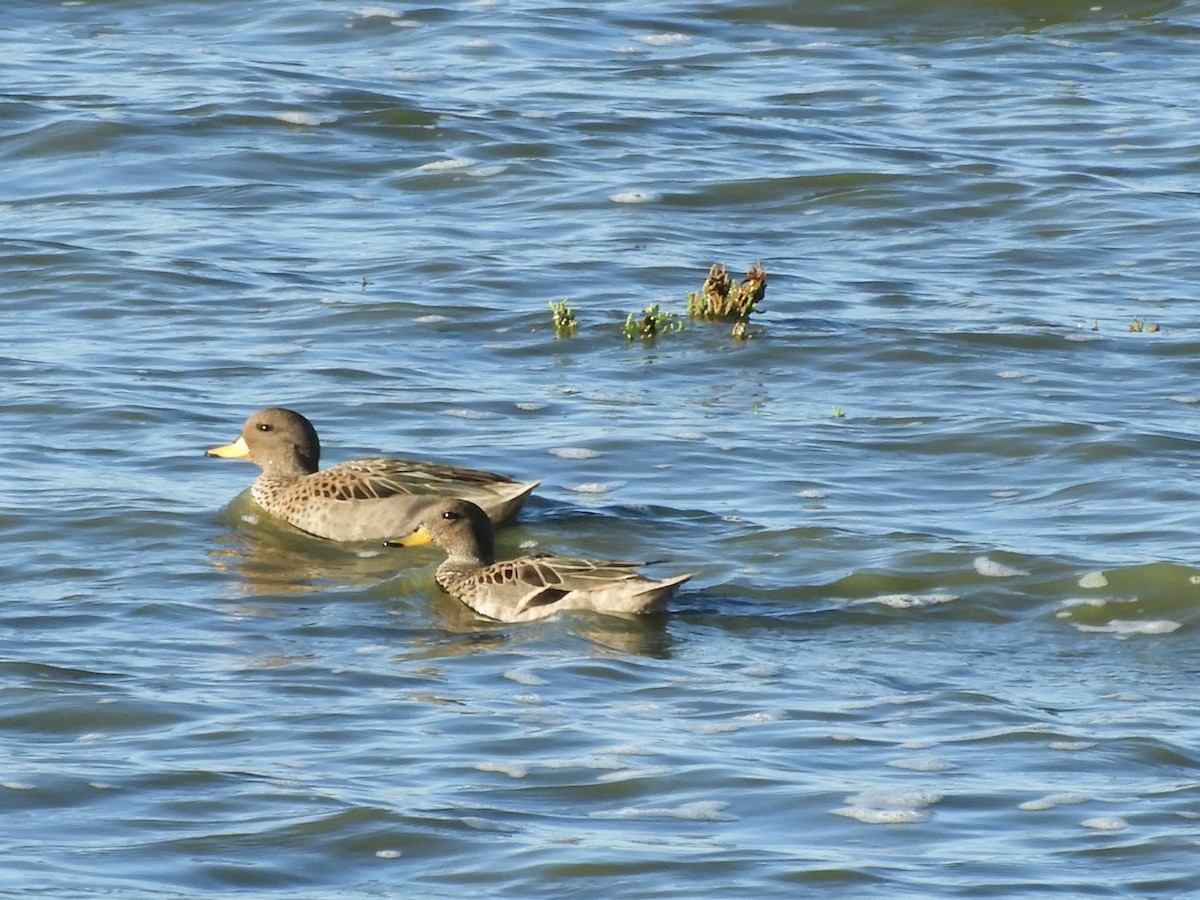 Yellow-billed Teal - inés otero