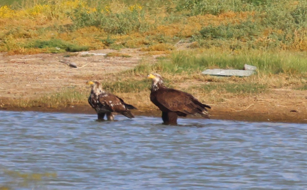 Bald Eagle - Greg Cross