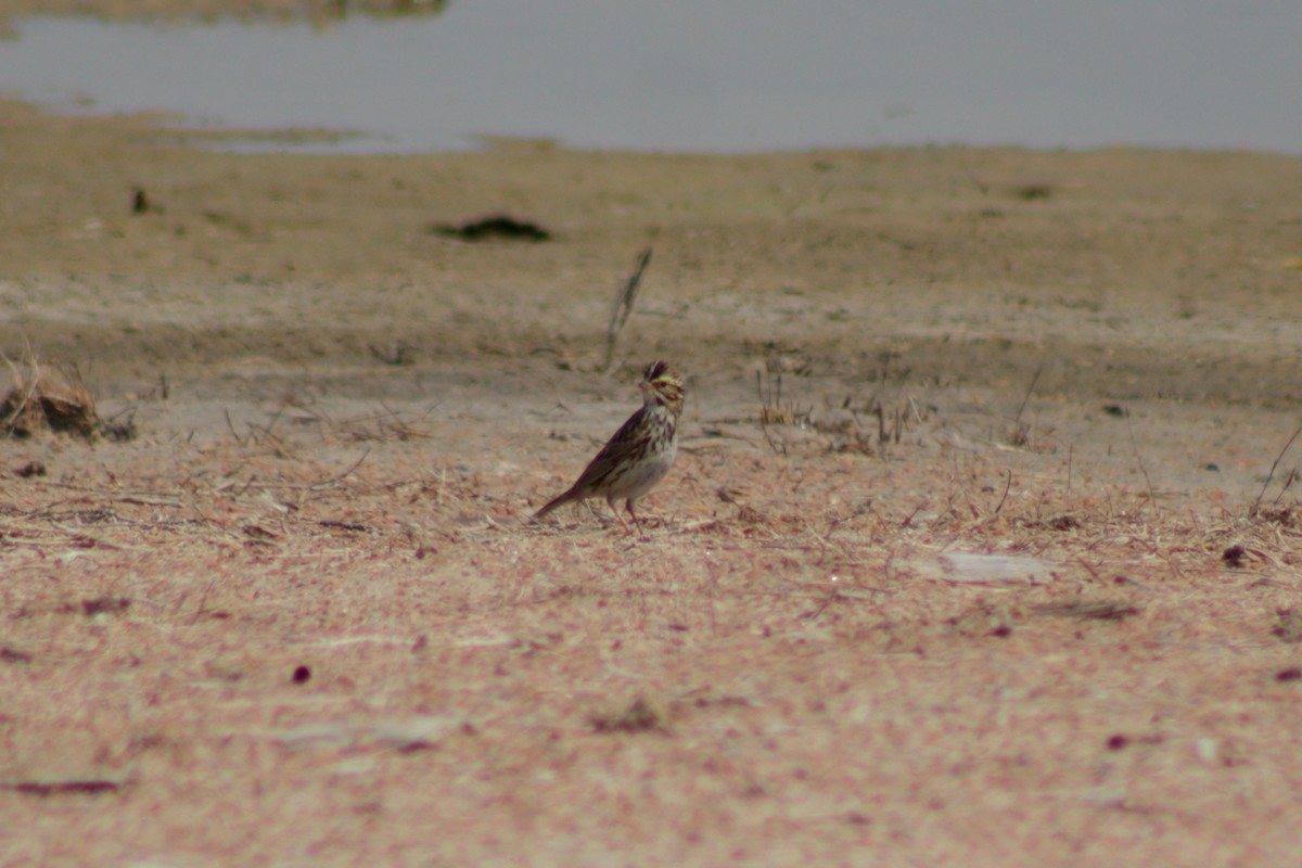 Savannah Sparrow - Kevin Ramirez