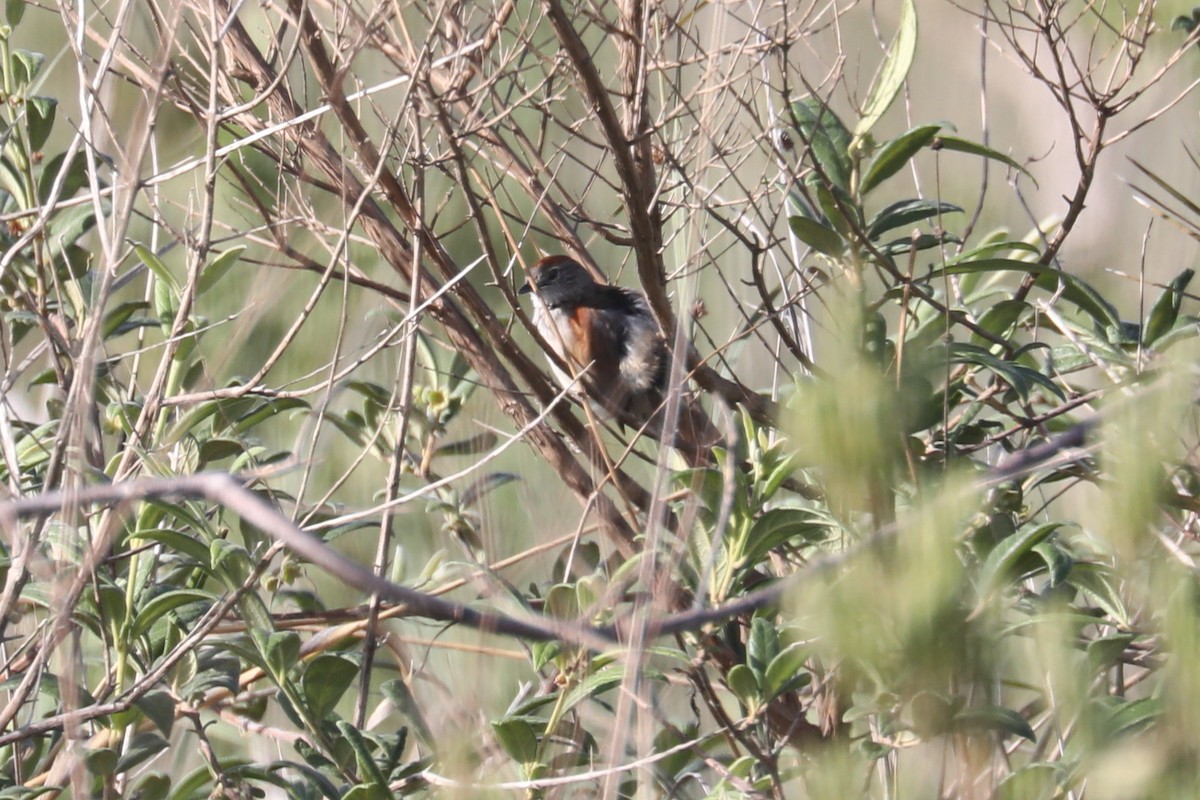 Pale-breasted Spinetail - Stephen Gast