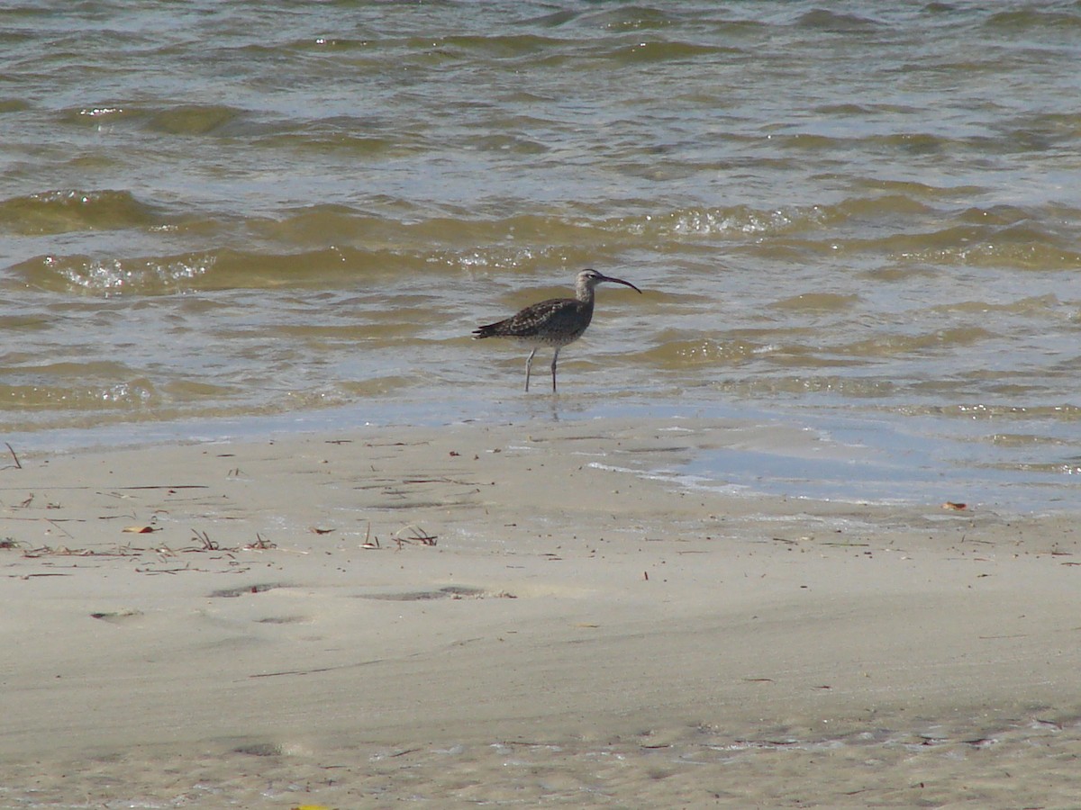 Whimbrel - Andrew Bishop