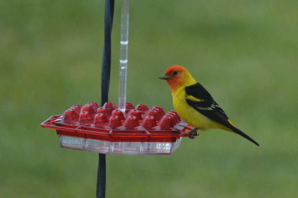 Western Tanager - Tom Bisko