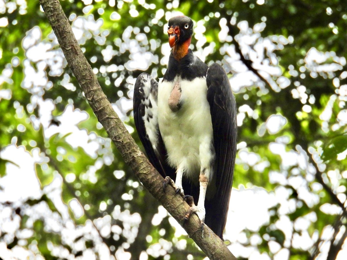 King Vulture - ML619603977