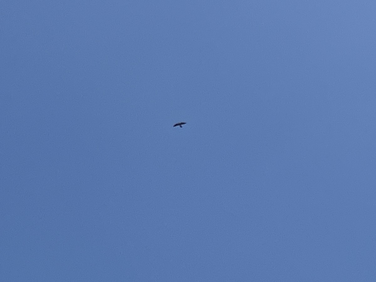 Mississippi Kite - Andrew Murray