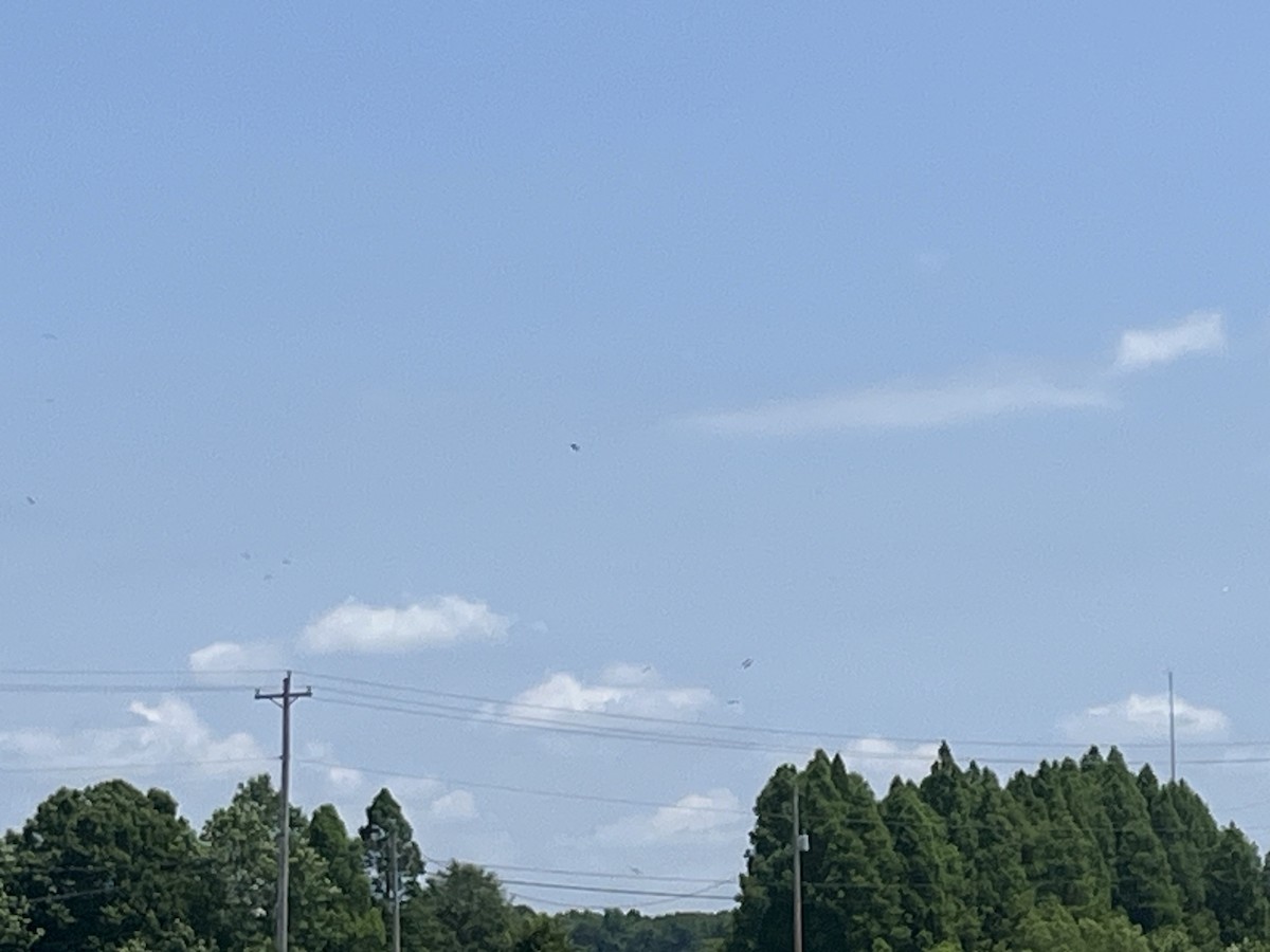 Mississippi Kite - Andrew Murray