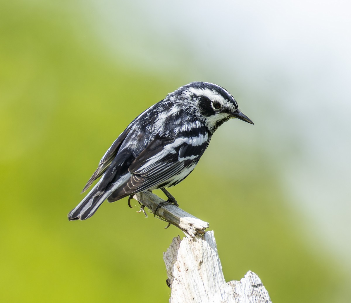 Black-and-white Warbler - Anonymous