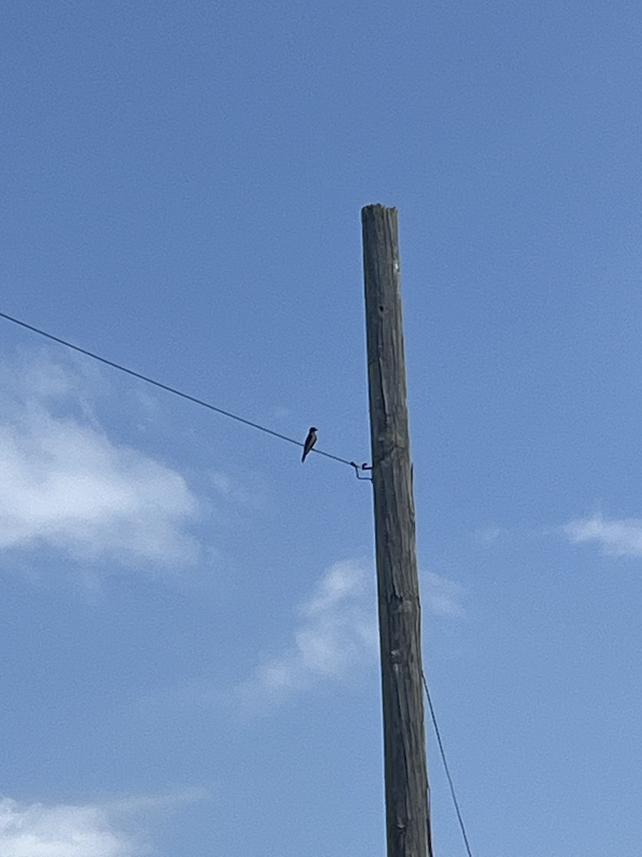 Eastern Kingbird - Andrew Murray