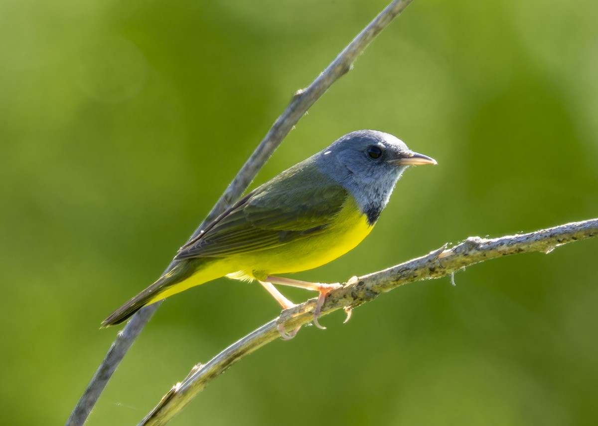 Mourning Warbler - Anonymous