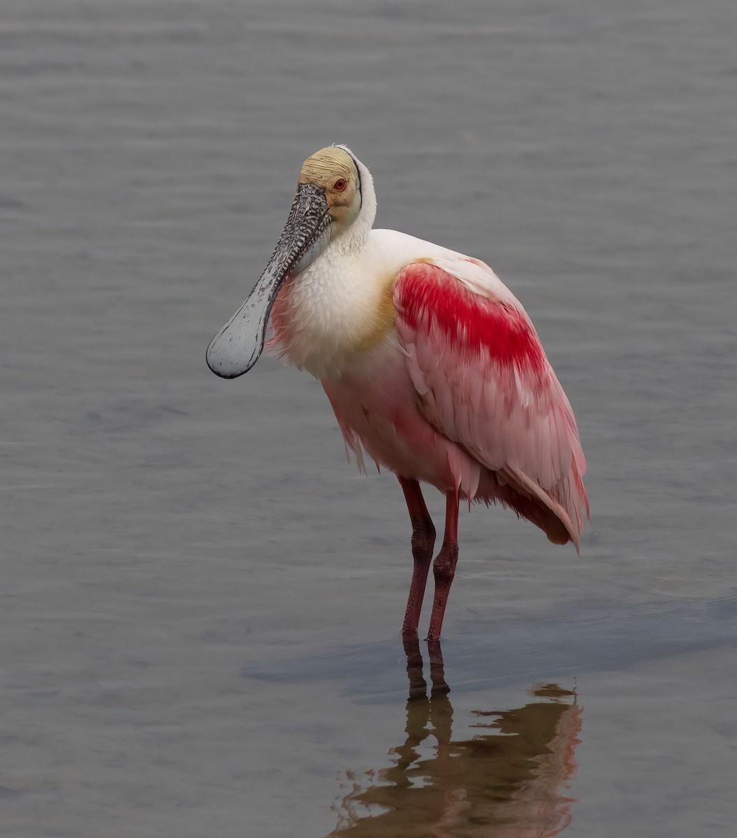 Roseate Spoonbill - Jimmy McMorran