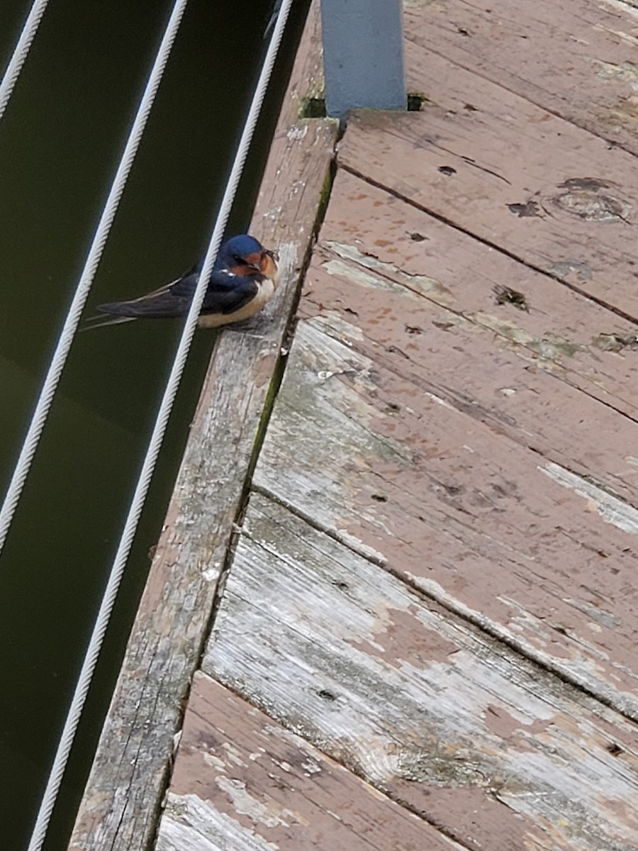 Barn Swallow - Henry Holden