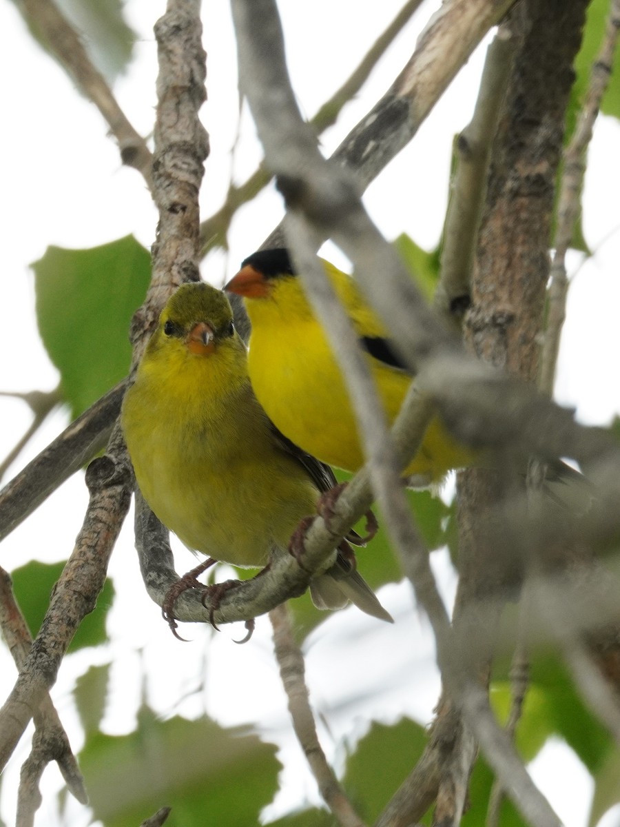 American Goldfinch - Kristy Dhaliwal