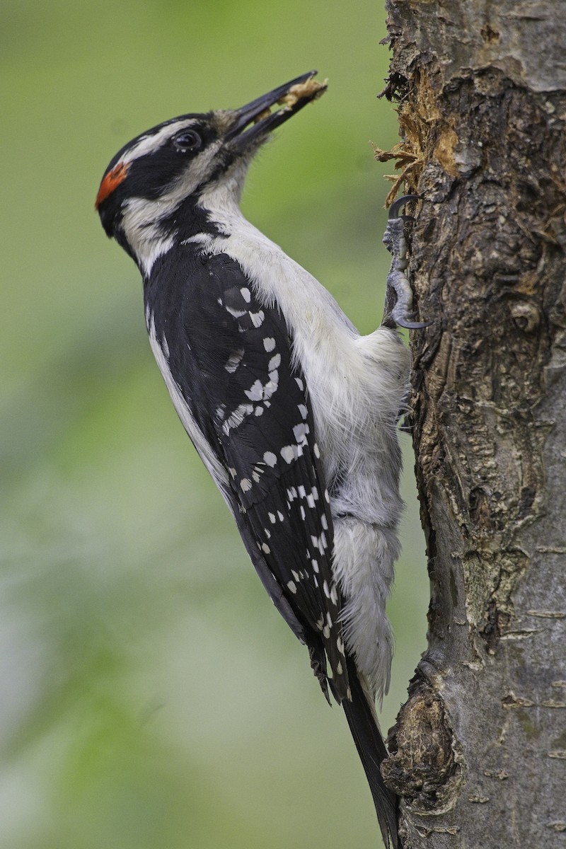 Hairy Woodpecker - Max Schwenne