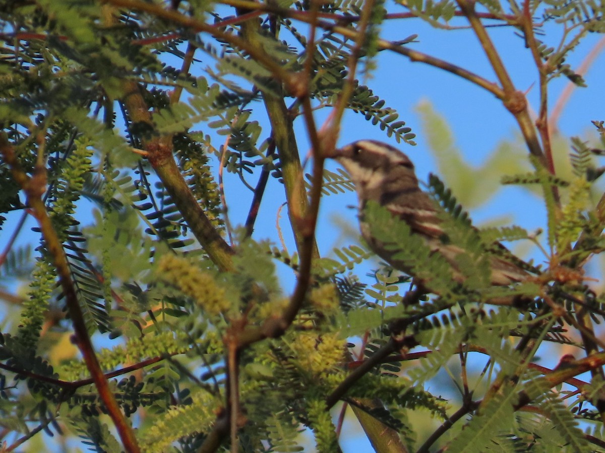 Black-throated Gray Warbler - Edward Raynor